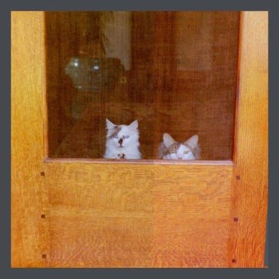 Cat-looking-out-bungalow-screen-door