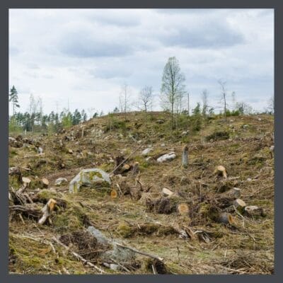 Clear-cut-heart-pine-forest