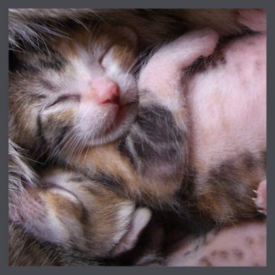 Newborn kittens