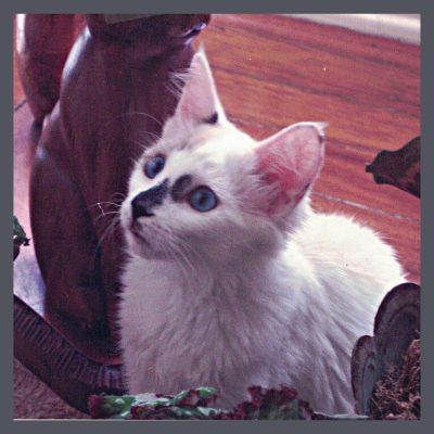 White-bungalow-cat