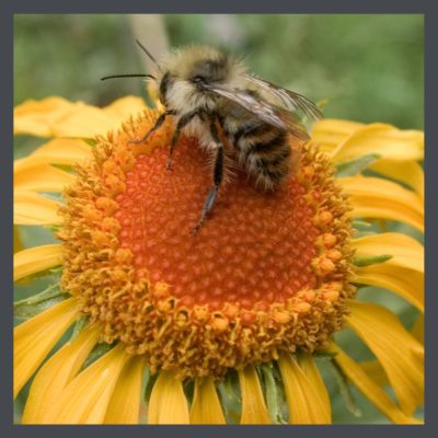 Bee-in-native-landscaping