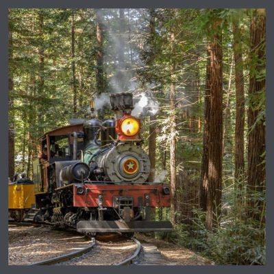 Train-in-old-growth-forest