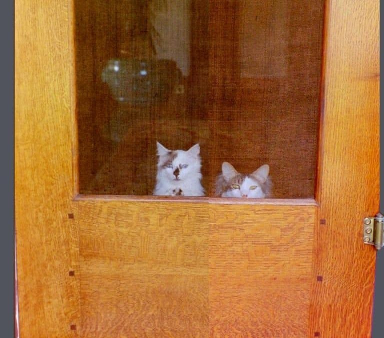 WHY EVERY BUNGALOW NEEDS A SCREEN DOOR (& A CAT)