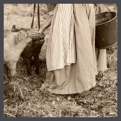 Farmers wife feeding pigs