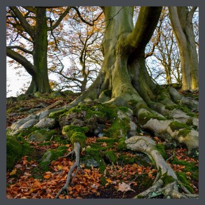 Old growth forest