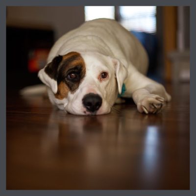 Dog lying on wood floor