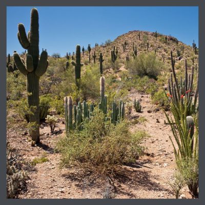 Arizona desert